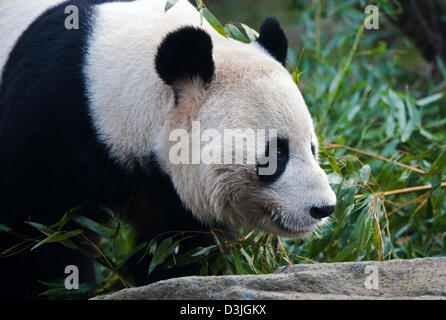 Le zoo d'Edinburgh, Ecosse, Royaume-Uni. 20e Février 2013. Les membres de l'UK Media se rassemblent à l'enceinte de panda mâle Yang Guang 'Sunshine', alors qu'il erre en arrière et l'avant marquage, faire part se dresse contre les murs et par l'ouverture de grillage métallique fermé qui le sépare de Tian Tian 'Sweetie'. Selon le personnel du zoo la paire sont des signes encourageants qu'ils sont prêts à s'accoupler et on espère que cela se produira dans les prochaines semaines. Yang Guang mange normalement 35kg de nourriture par jour, en ce moment il se nourrit principalement de 50kg de bambou. Banque D'Images