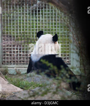 Le zoo d'Edinburgh, Ecosse, Royaume-Uni. 20e Février 2013. Les membres de l'UK Media se rassemblent à l'enceinte de panda mâle Yang Guang 'Sunshine', alors qu'il erre en arrière et l'avant marquage, faire part se dresse contre les murs et par l'ouverture de grillage métallique fermé qui le sépare de Tian Tian 'Sweetie'. Selon le personnel du zoo la paire sont des signes encourageants qu'ils sont prêts à s'accoupler et on espère que cela se produira dans les prochaines semaines. Yang Guang mange normalement 35kg de nourriture par jour, en ce moment il se nourrit principalement de 50kg de bambou. Banque D'Images