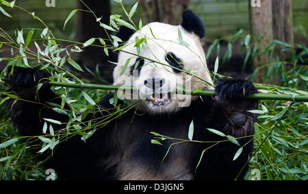 Le zoo d'Edinburgh, Ecosse, Royaume-Uni. 20e Février 2013. Les membres de l'UK Media se rassemblent à l'enceinte de panda mâle Yang Guang 'Sunshine', alors qu'il erre en arrière et l'avant marquage, faire part se dresse contre les murs et par l'ouverture de grillage métallique fermé qui le sépare de Tian Tian 'Sweetie'. Selon le personnel du zoo la paire sont des signes encourageants qu'ils sont prêts à s'accoupler et on espère que cela se produira dans les prochaines semaines. Yang Guang mange normalement 35kg de nourriture par jour, en ce moment il se nourrit principalement de 50kg de bambou. Banque D'Images