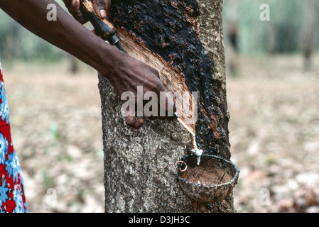 Gros plan d'une femme tapotant un arbre en caoutchouc pour le latex. Sri Lanka Banque D'Images