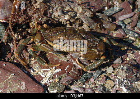 Crabe vert (Carcinus maenas : Portunidae) UK Banque D'Images