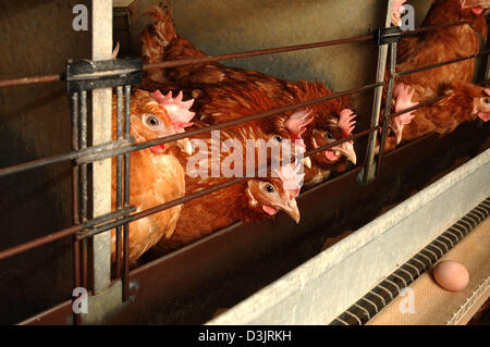 (Afp) - Les poules pondeuses en batterie pose en Allemagne le 22 décembre 2004. Les oeufs tombent sur la courroie du convoyeur. Banque D'Images