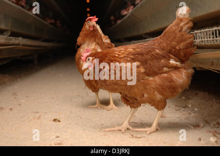 (Afp) - Les poules pondeuses en batterie pose en Allemagne le 22 décembre 2004. Ces poulets ont échappé d'une fracture d'une cage et déplacer librement les allées entre les rangées de cages. S'ils ne sont pas pris, ils vont mourir de soif comme les distributeurs d'eau potable sont seulement à l'intérieur de la cage. Banque D'Images