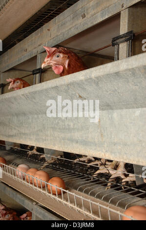 (Afp) - Les poules pondeuses en batterie pose en Allemagne le 22 décembre 2004. Les oeufs tombent sur la courroie du convoyeur. Le fil fin en face de la cage porte plusieurs milliers de volts. Banque D'Images