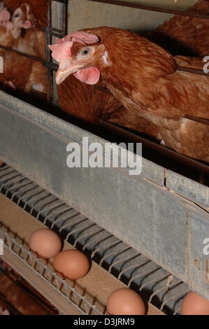 (Afp) - Les poules pondeuses en batterie pose en Allemagne le 22 décembre 2004. Les oeufs tombent sur la courroie du convoyeur. Banque D'Images