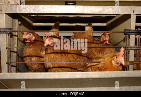 (Afp) - Les poules pondeuses en batterie pose en Allemagne le 22 décembre 2004. Banque D'Images