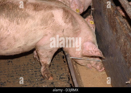 (Afp) - un cochon dans une ferme d'engraissement allemand le 31 décembre 2004. Les porcs sont engraissés jusqu'à 120 kilogrammes dans les quatre à six mois. Dans de nombreux cas, la seule façon pour les animaux de liquides est la photo . Les porcs n'ont pas accès à l'eau douce pour les nourrir quand ils ont soif. Cette façon qu'ils atteignent un poids plus élevé en moins de temps. En dépit d'être illégal, beaucoup de fa Banque D'Images