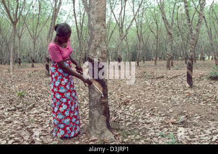 Femme tapotant du latex d'un arbre en caoutchouc sur une petite plantation. Sri Lanka Banque D'Images