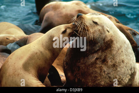 Des lions de mer stellaires dans le golfe des Farallones en Californie, une partie d'un sanctuaire marin géré par la NOAA. Ces mammifères marins sont protégés et jouent un rôle vital dans l’écosystème local. Banque D'Images