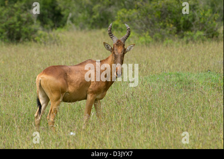 Jackson (Alcelaphus buselaphus lelwel bubale), Ol Pejeta Wildlife Conservancy, Laikipia, Kenya Banque D'Images