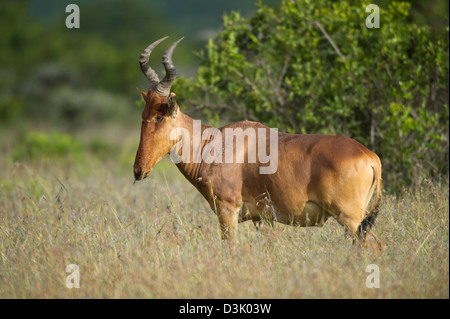 Jackson (Alcelaphus buselaphus lelwel bubale), Ol Pejeta Wildlife Conservancy, Laikipia, Kenya Banque D'Images