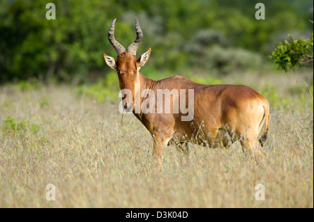 Jackson (Alcelaphus buselaphus lelwel bubale), Ol Pejeta Wildlife Conservancy, Laikipia, Kenya Banque D'Images