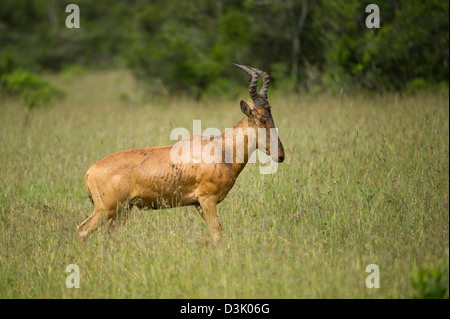 Jackson (Alcelaphus buselaphus lelwel bubale), Ol Pejeta Wildlife Conservancy, Laikipia, Kenya Banque D'Images