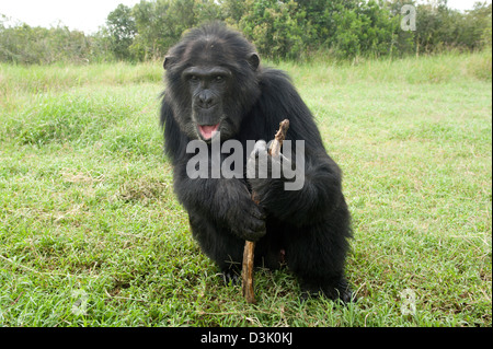 Le chimpanzé, Pan troglodytes , Sweetwaters chimpanzee sanctuary, Ol Pejeta Wildlife Conservancy, Laikipia, Kenya Banque D'Images