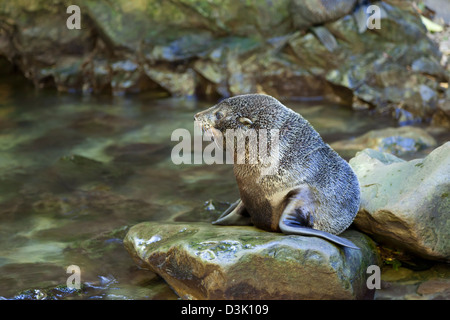 Le bâillement Ohau Eau bébé phoque assis sur un rocher, Nouvelle-Zélande Banque D'Images