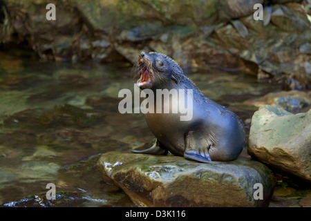 Le bâillement Ohau Eau bébé phoque assis sur un rocher, Nouvelle-Zélande Banque D'Images
