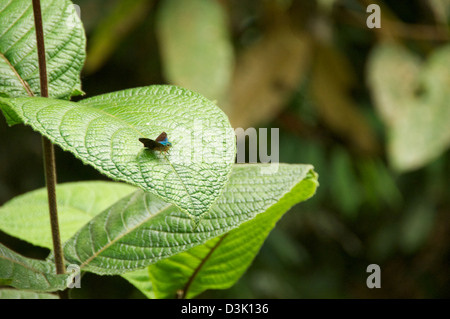 Papillon morpho bleu atterrit sur grande feuille verte dans la forêt tropicale Banque D'Images