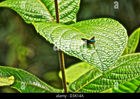 Papillon morpho bleu atterrit sur de grands espaces verts à partir de la forêt tropicale au Costa Rica Banque D'Images