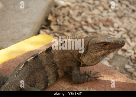 Grand iguane sur socle de ciment à proximité de rochers Banque D'Images