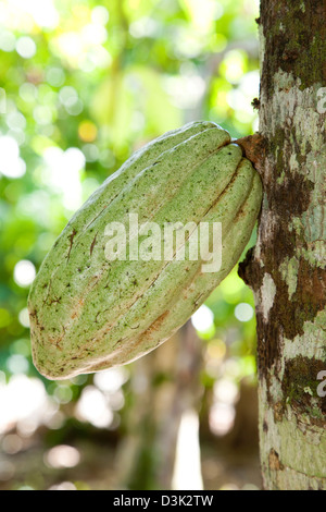 Nord, mer des Caraïbes, d'Hispaniola, la République dominicaine, de la zone d'Higüey, ferme, plante de cacao Banque D'Images