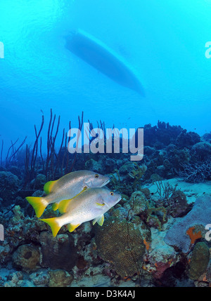 Une paire de Maître Snapper sur Caribbean reef avec silhouette de voile au-dessus. Banque D'Images