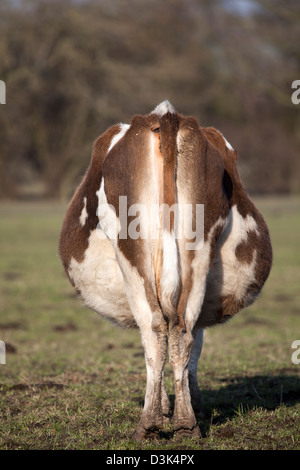 Vache Banque D'Images