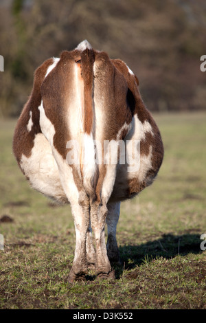 Vache Banque D'Images