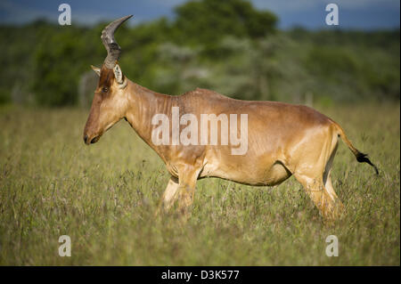 Jackson (Alcelaphus buselaphus lelwel bubale), Ol Pejeta Wildlife Conservancy, Laikipia, Kenya Banque D'Images