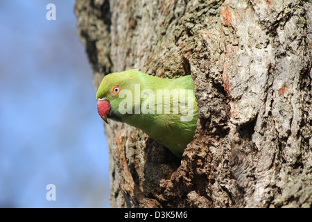 Richmond Park, Londres, Angleterre. Héron pourpré qui sortent de trous dans l'arbre. Banque D'Images