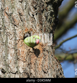 Richmond Park, Londres, Angleterre. Héron pourpré qui sortent de trous dans l'arbre. Banque D'Images