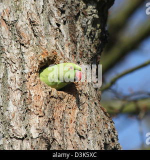 Richmond Park, Londres, Angleterre. Héron pourpré qui sortent de trous dans l'arbre. Banque D'Images