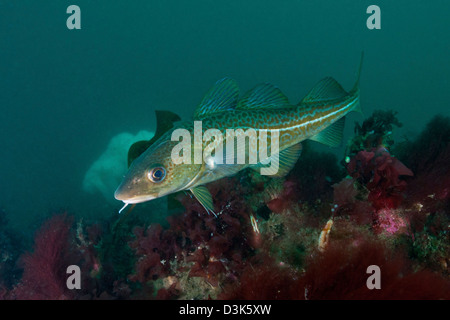 Le jaune de l'océan Atlantique la morue (Gadus morhua), Strytan, Icland. Banque D'Images