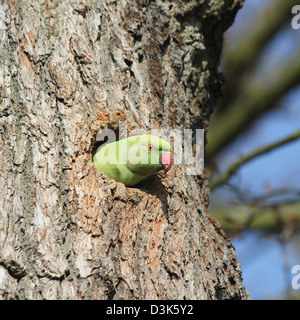 Richmond Park, Londres, Angleterre. Héron pourpré qui sortent de trous dans l'arbre. Banque D'Images