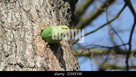 Richmond Park, Londres, Angleterre. Héron pourpré qui sortent de trous dans l'arbre. Banque D'Images