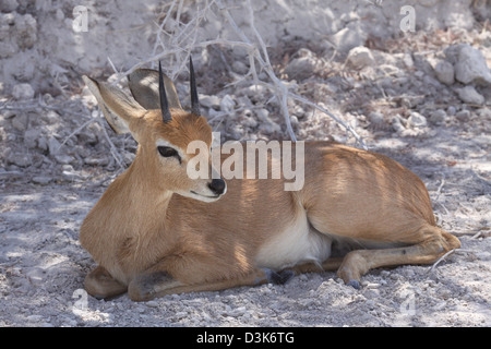 Steenbok couché dans le parc national d'Etosha, Namibie, Afrique du Sud, avec de grands yeux Banque D'Images