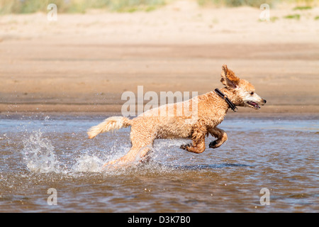 Un caniche d'exécution sur la mer et aux projections d'eau Banque D'Images