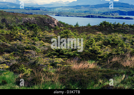 Les jeunes arbres de pin sylvestre bois rebelles dans Idrigill Point Brisbane Duirinish Ile de Skye en Ecosse Banque D'Images