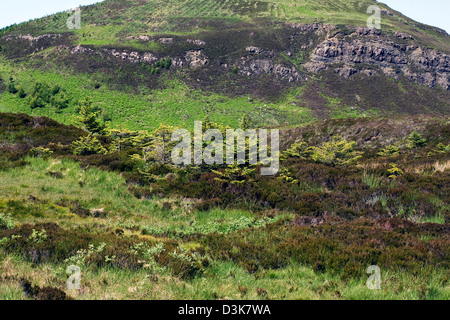 Les jeunes arbres de pin sylvestre bois rebelles dans Idrigill Point Brisbane Duirinish Ile de Skye en Ecosse Banque D'Images