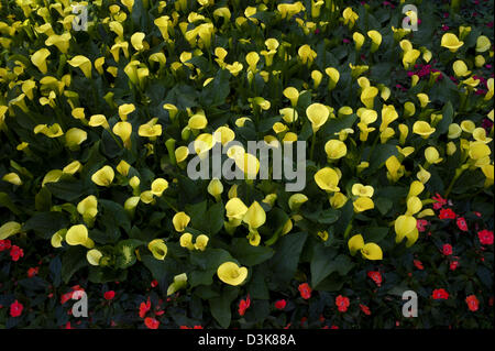 Calla jaune. Banque D'Images