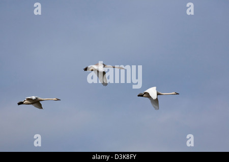 WA08143-00...WASHINGTON - Les cygnes trompettes en vol au dessus de l'île de sapin dans la région du delta de la rivière Skagit d'hivernage. Banque D'Images