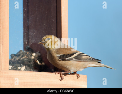Beau Chardonneret jaune dans son plumage d'hiver au mangeoire pour oiseaux Banque D'Images