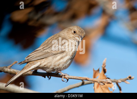 Roselins femelle perché dans un chêne en hiver Banque D'Images