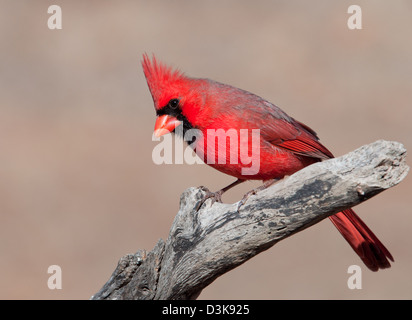 Beau mâle Cardinal perché sur un membre de l'arbre à soleil d'hiver Banque D'Images