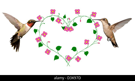 Deux oiseaux-mouches portant une fleur vine façonner un coeur ; une conception de la Saint-Valentin sur blanc Banque D'Images