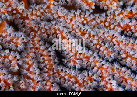 Gorgones Orange d'éventails de mer avec polypes blancs, Bali, Indonésie. Banque D'Images