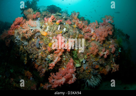 Reef scène colorée en rose et blanc avec des coraux mous, des crinoïdes jaune, vert corail, Komodo, Indonésie. Banque D'Images