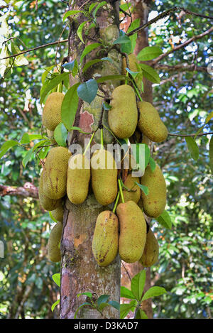 Le fruit de l'Artocarpus integer, communément appelé cempedak (prononcé 'chem-pe-dak'), ion l'arbre Banque D'Images