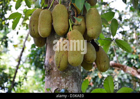 Le fruit de l'Artocarpus integer, communément appelé cempedak (prononcé 'chem-pe-dak'), ion l'arbre Banque D'Images