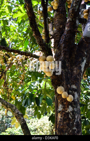 Le fruit de l'Artocarpus integer, communément appelé cempedak (prononcé 'chem-pe-dak'), ion l'arbre Banque D'Images