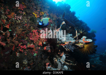 Sous l'eau colorée rouge avec mur de coraux mous, éponges gris et l'empereur de poissons-anges, Komodo, Indonésie. Banque D'Images